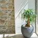 Ghiveci egg mare antracit 50x45cm GRAPHIT Ghiveci egg mare antracit 50x45cm GRAPHIT