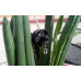 Ciuperca MIKRA DRIP 4L/H Ciuperca MIKRA DRIP 4L/H