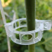 Clips tomate