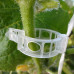 Clips tomate