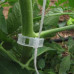 Clips tomate