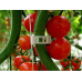 Clips tomate