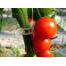 Clips tomate