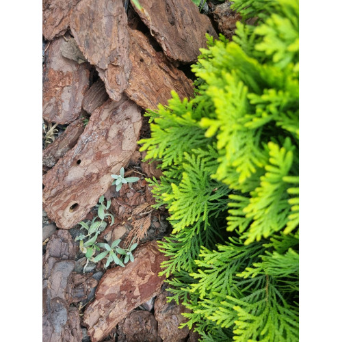 Scoarta decorativa 40-80 mm, 50 l