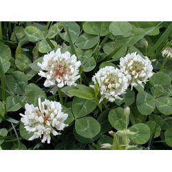 Trifoi alb Rivendel  5 kg